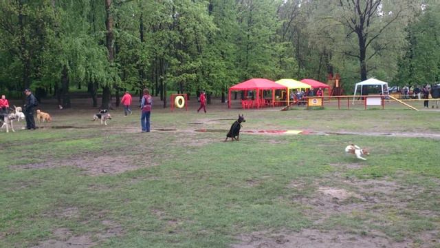 Скип учится. 17.05.2015 смотреть онлайн