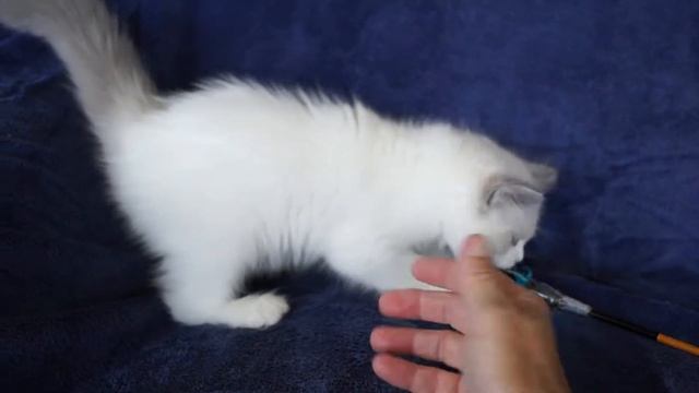 Blue Bicolor Male Ragdoll Kitten