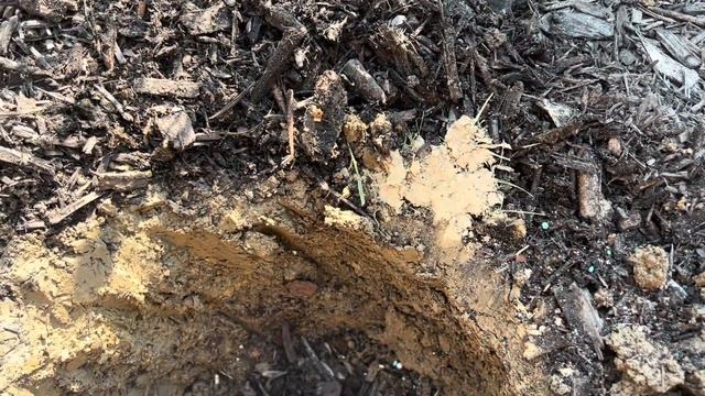 Опять в магазин.. орхидеи и розы. Это не фаленопсис «Остров Пасхи» это “Sweet talk”как выяснилось? смотреть онлайн