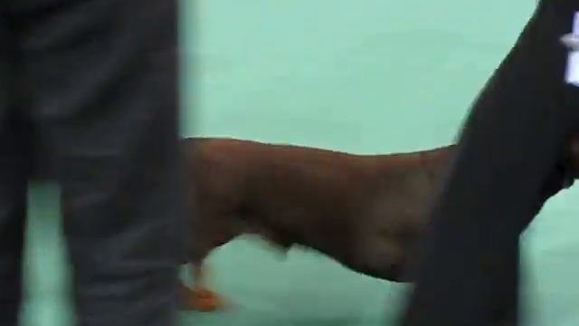 Sozvezdie Virgo Bright