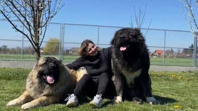 TOP TEN Caucasian Shepherd Studs In The WORLD!? смотреть онлайн