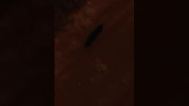 Живая гусеница зимой смотреть онлайн