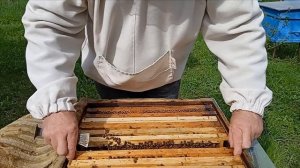 Продажа пчелосемей! Что выгоднее купить: семью или пчелопакет?