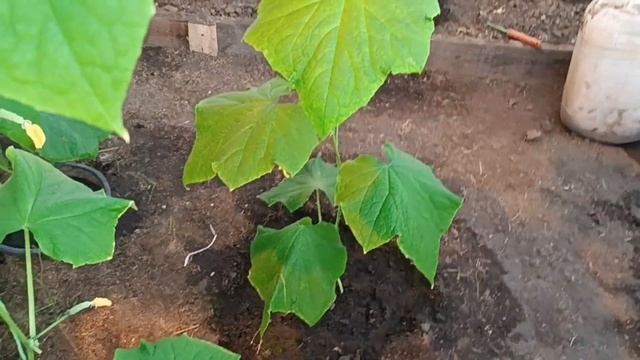 Зимняя теплица с огурцами. Обзор от 25.11.2022. смотреть онлайн