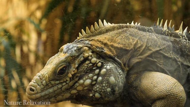 Wildlife 4K: Reptile 4K (ULTRA HD) | Relaxing Music About Reptiles смотреть онлайн
