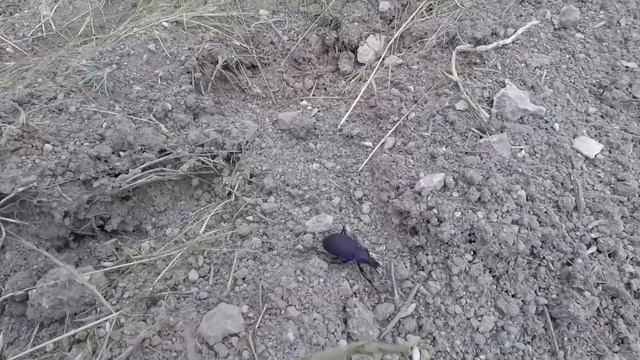 Крымская жужелица (Симферополь) смотреть онлайн