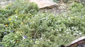 Петунья при понижении температуры