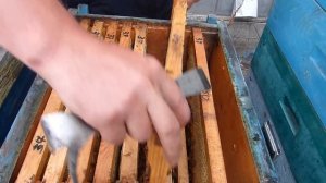 Секрет больших медосборов, как получить много меда, медосбор с подсолнуха