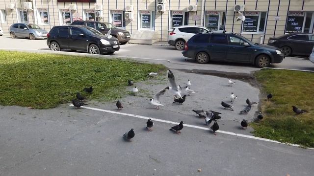 Чайка Vs Голубь