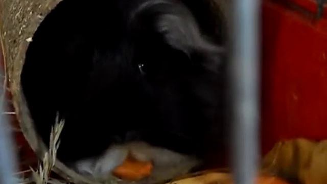 Черная дыра поедает морковь! смотреть онлайн