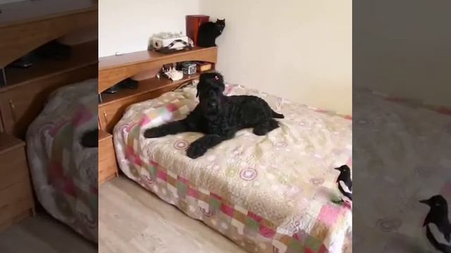 Плюсы и минусы Сороки дома смотреть онлайн