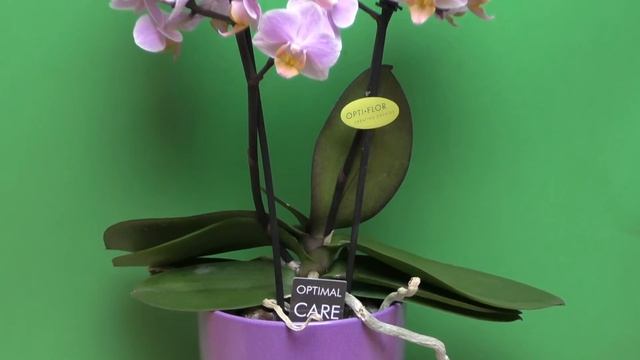 Мини (карликовые) Орхидеи, Mini Orchids смотреть онлайн