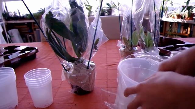 Unboxing orchidee смотреть онлайн