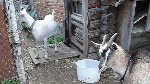 Нубийско -зааненская коза смотреть онлайн