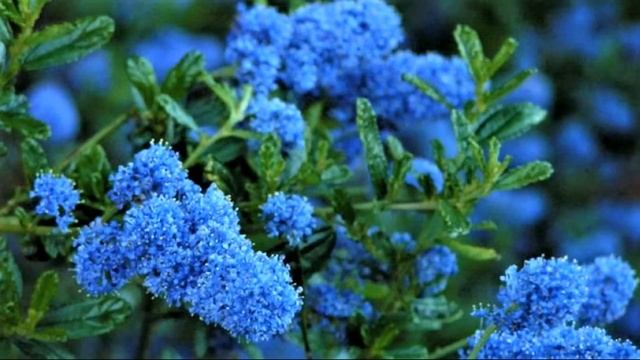 Цеанотус. Ароматный кустарник с синими цветами Выносит жару и засуху цветет до поздней осени смотреть онлайн