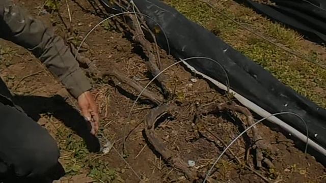 Защита винограда от весенних заморозков часть 3 смотреть онлайн