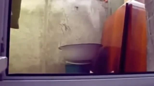 Смешные кошки и прикольные видео из жизни кошек смотреть онлайн