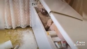 пацан спрятался в холодильнике