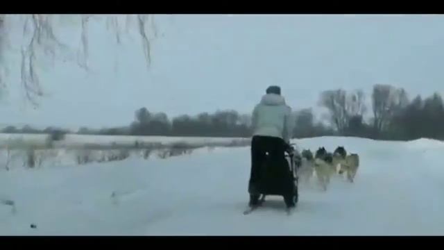 Лайтовые тренировки шестёрки хаски смотреть онлайн