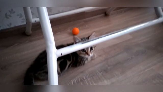 Котёнок играет с новой игрушкой смотреть онлайн