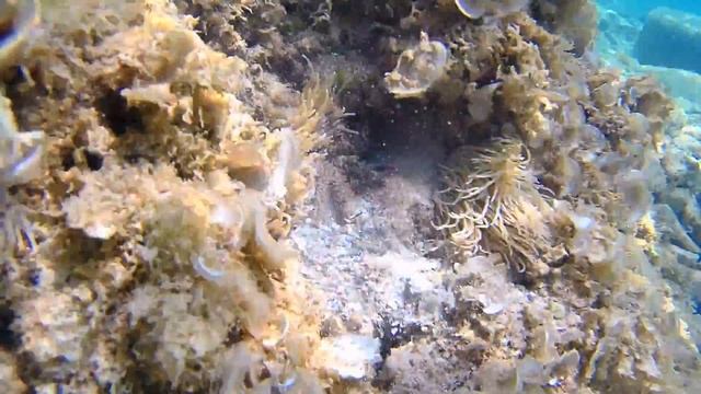 Snorkelling in Seget Vranjica смотреть онлайн