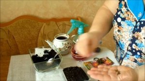 ШПАРГАЛКА №1: СЕКРЕТЫ ПОСЕВА ПИРЕТРУМА НА РАССАДУ