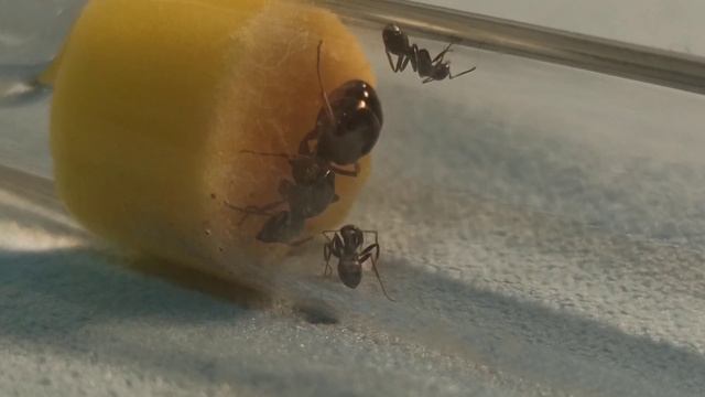 Обзор ВСЕХ колоний после зимы. Новые муравьи и Новый Формикарий! // Муравьиные новости #4. смотреть онлайн