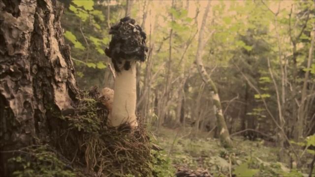 Phallus impudicus on Abruka Island смотреть онлайн