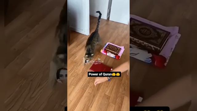 The Power of Quran смотреть онлайн
