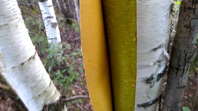 Заготовка бересты на севере.