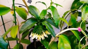 Цветение хой в сентябре. Хойя Motoskei, Lockii, Multiflora variegata, Kerrii Silver