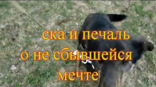 Сара ждет хозяина смотреть онлайн