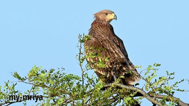 Солнечный орёл (Могильник) смотреть онлайн