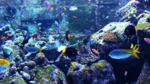 Аквариум/ Рыбки/ Медитация