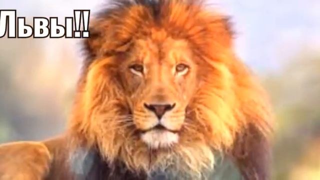 Дикие кошки:Пума,рысь,лев. Косми кошка смотреть онлайн