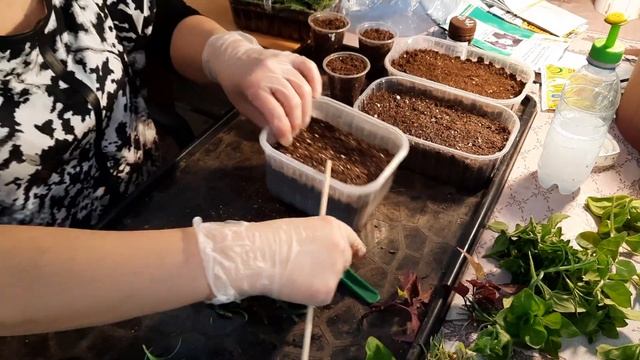 Пора заняться черенкованием. Как укоренились хризантема. смотреть онлайн