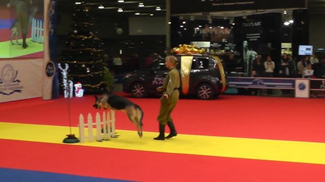 Чемпионат Москвы 2013 по танцам с собаками. смотреть онлайн