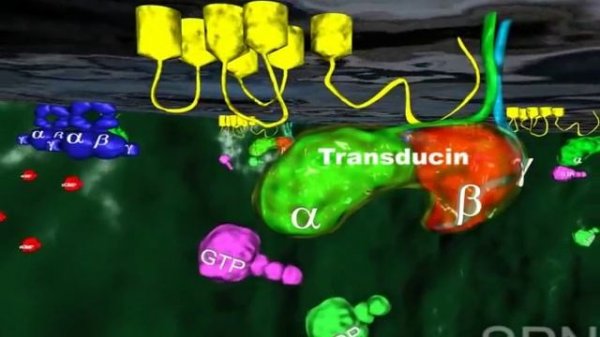 Vision  - Light and Neuronal Activity