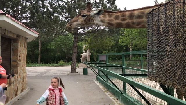 И дети и взрослые в восторге от общения с жирафом! Children and adults are delighted with a giraffe смотреть онлайн