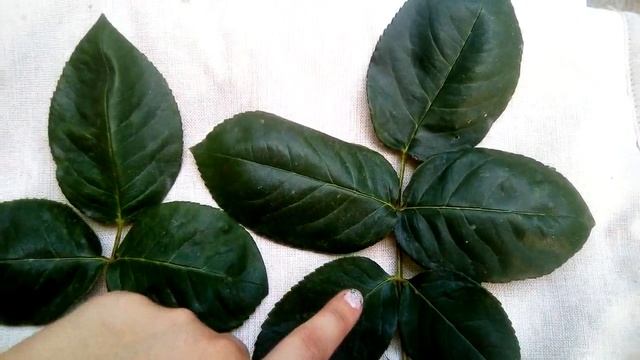 Часть2.Настоящий лист и ненастоящий ложный лист,как их отличать на розе.Жирующий перекормленый лист смотреть онлайн