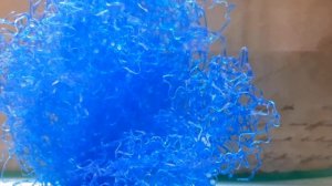 Коридорас Джули разведение. часть 2 я.  Нерест.