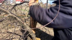 СПАСАЕМ ДЕРЕВО! Лечение раны на вишне.