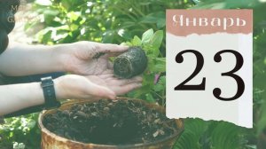 ПЕТУНИЯ: лунный календарь на ЯНВАРЬ 2024! Когда сажать семена ампельной кустовой петунии на рассаду