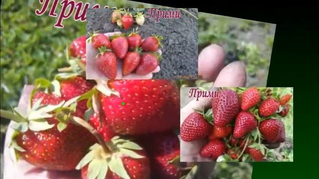 Видеопрезентация средних сортов земляники коллекции Володиных смотреть онлайн