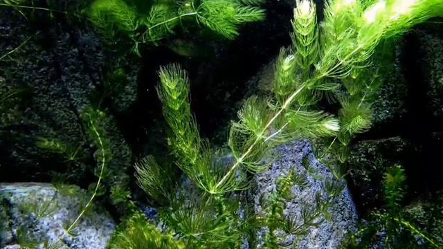 Сон, к чему снитса рыба смотреть онлайн