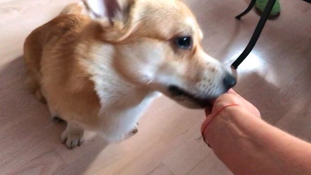 Дрессировка на Ваших глазах!/ПОЛУЧИЛОСЬ ИЛИ НЕТ? смотреть онлайн