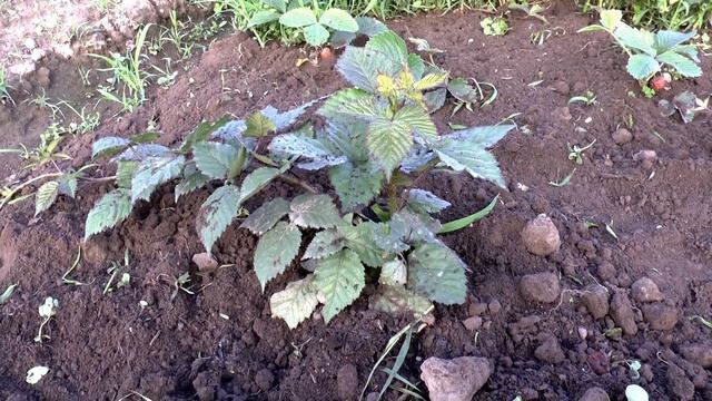 Обзор ежевики Тройная Корона смотреть онлайн