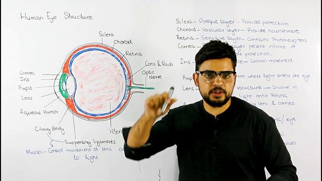 Structure of Human Eye | Photoreceptor | Biology lecture смотреть онлайн