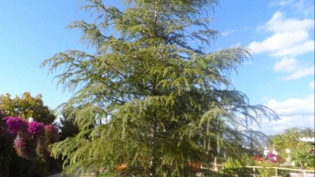 Апрельский день, фотиния, японский клен, алые розы, тутовое дерево, Андалусия, 13/04/2016 смотреть онлайн