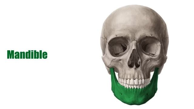 Bones Of The Viscerocranium - Human Anatomy | Kenhub